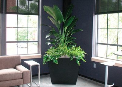 ohio-interior-plant-designer-5